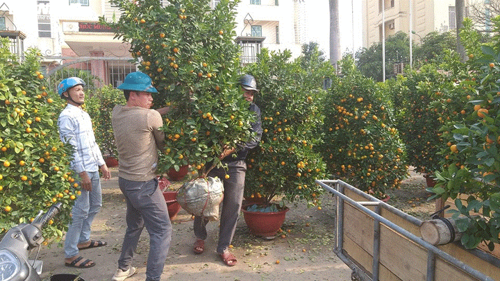 Chở cây cảnh thuê dịp Tết, dân Hà Tĩnh kiếm tiền triệu mỗi ngày - 6