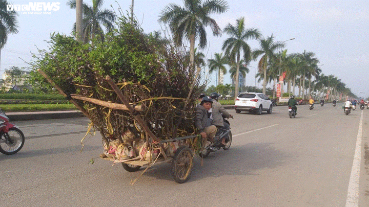 Chở cây cảnh thuê dịp Tết, dân Hà Tĩnh kiếm tiền triệu mỗi ngày - 7