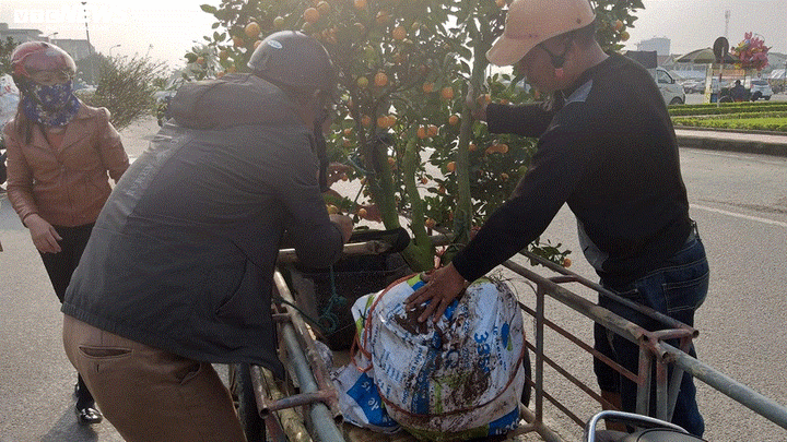 Chở cây cảnh thuê dịp Tết, dân Hà Tĩnh kiếm tiền triệu mỗi ngày - 4