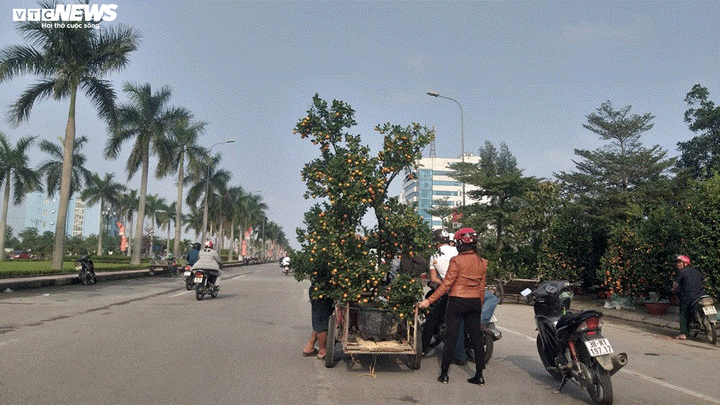 Chở cây cảnh thuê dịp Tết, dân Hà Tĩnh kiếm tiền triệu mỗi ngày - 8