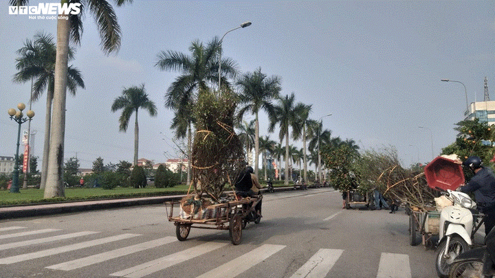 Chở cây cảnh thuê dịp Tết, dân Hà Tĩnh kiếm tiền triệu mỗi ngày - 11