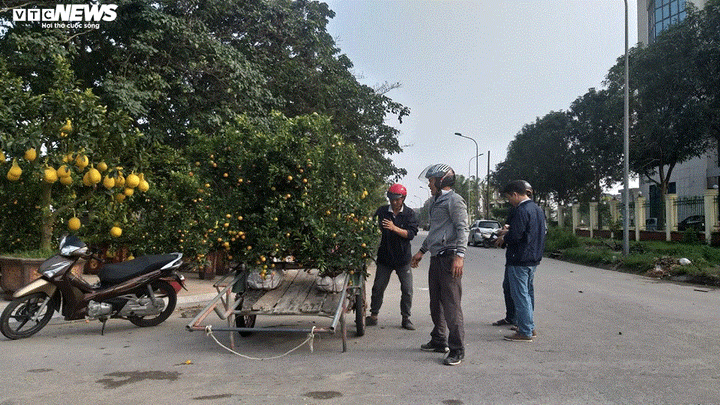 Chở cây cảnh thuê dịp Tết, dân Hà Tĩnh kiếm tiền triệu mỗi ngày - 10