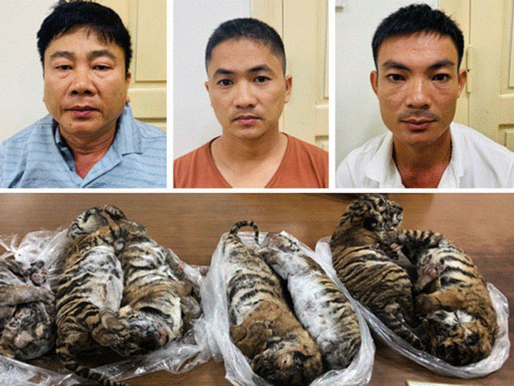6 năm tù cho 'ông trùm' buôn bán hổ xuyên quốc gia - 1