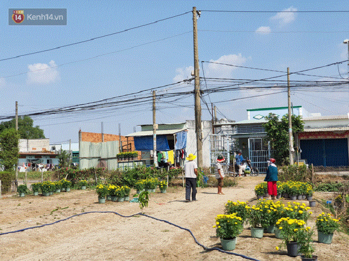 Thương lái 'bùng' 3.000 chậu hoa vạn thọ của lão nông Sài Gòn vào 28 Tết, cộng đồng mạng chung tay mua sạch - 8