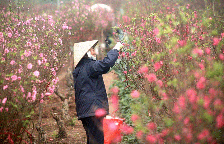 Thời tiết Tết Nguyên đán: Đêm Giao thừa, miền Bắc chuyển rét kèm mưa rào diện rộng - 1