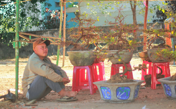 Dân đợi 30 Tết mới đi mua hoa Tết, người bán khóc ròng - 1