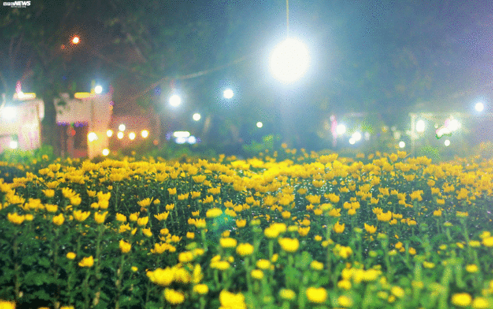 Dân đợi 30 Tết mới đi mua hoa Tết, người bán khóc ròng - 3