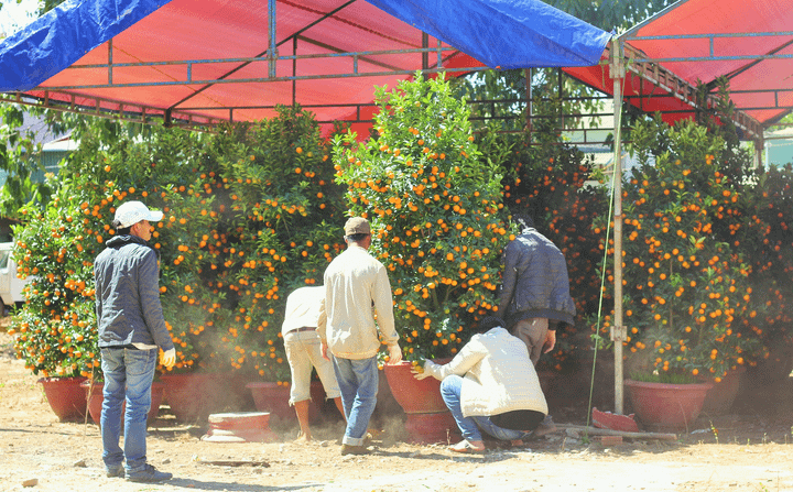 Dân đợi 30 Tết mới đi mua hoa Tết, người bán khóc ròng - 4