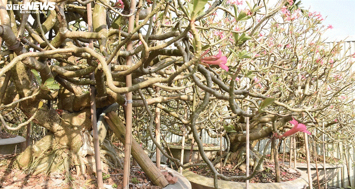 Ảnh: Ngắm những gốc sứ 'siêu to khổng lồ' hơn 30 năm tuổi ở Hải Phòng - 8