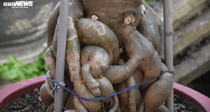 Ảnh: Ngắm những gốc sứ 'siêu to khổng lồ' hơn 30 năm tuổi ở Hải Phòng - 6