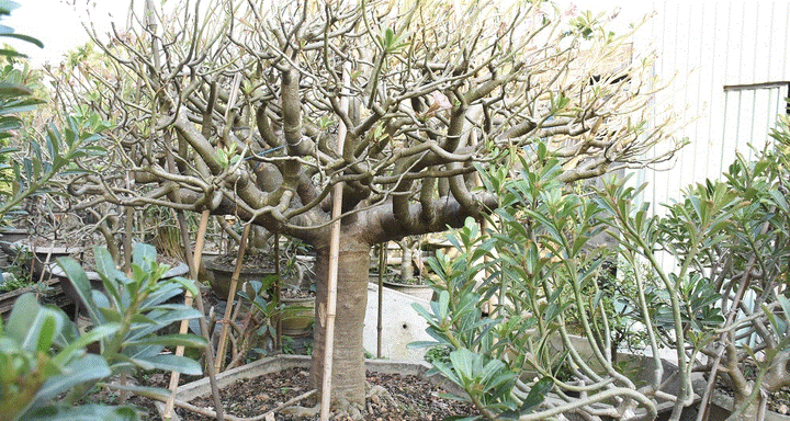 Ảnh: Ngắm những gốc sứ 'siêu to khổng lồ' hơn 30 năm tuổi ở Hải Phòng - 13