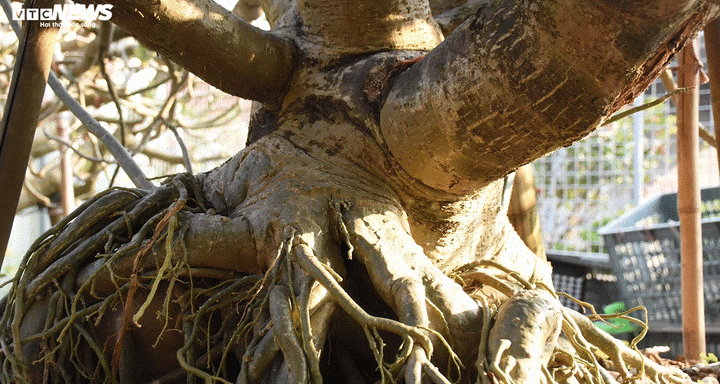 Ảnh: Ngắm những gốc sứ 'siêu to khổng lồ' hơn 30 năm tuổi ở Hải Phòng - 9