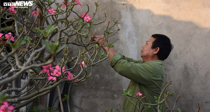 Ảnh: Ngắm những gốc sứ 'siêu to khổng lồ' hơn 30 năm tuổi ở Hải Phòng - 2