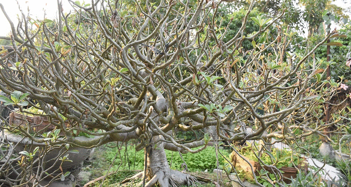 Ảnh: Ngắm những gốc sứ 'siêu to khổng lồ' hơn 30 năm tuổi ở Hải Phòng - 3