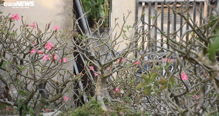 Ảnh: Ngắm những gốc sứ 'siêu to khổng lồ' hơn 30 năm tuổi ở Hải Phòng - 5