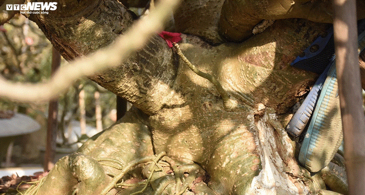 Ảnh: Ngắm những gốc sứ 'siêu to khổng lồ' hơn 30 năm tuổi ở Hải Phòng - 11