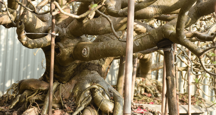 Ảnh: Ngắm những gốc sứ 'siêu to khổng lồ' hơn 30 năm tuổi ở Hải Phòng - 10