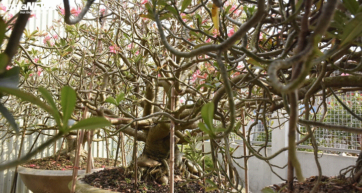 Ảnh: Ngắm những gốc sứ 'siêu to khổng lồ' hơn 30 năm tuổi ở Hải Phòng - 4