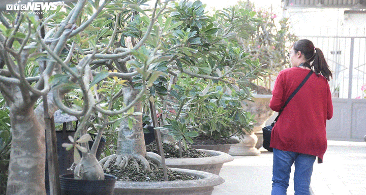 Ảnh: Ngắm những gốc sứ 'siêu to khổng lồ' hơn 30 năm tuổi ở Hải Phòng - 1