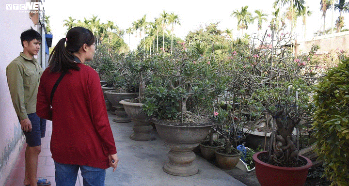 Ảnh: Ngắm những gốc sứ 'siêu to khổng lồ' hơn 30 năm tuổi ở Hải Phòng - 7