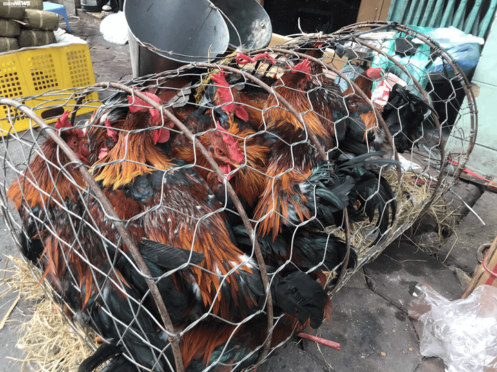 29 Tết Canh Tý: Thịt bò, gà đua nhau tăng giá, thịt lợn ế ẩm đứng yên - 2