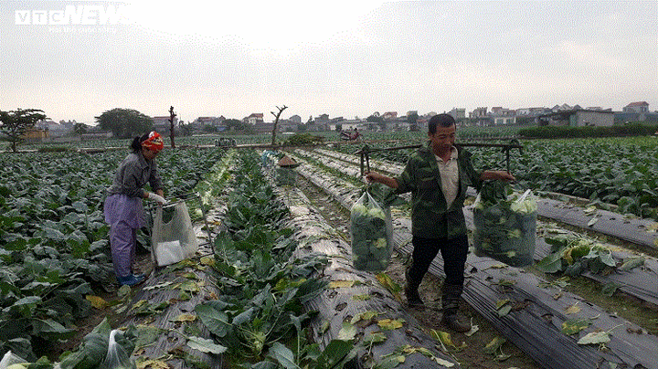 Ảnh: Nửa đêm rọi đèn xem nông dân Thái Bình thu hoạch su hào bán Tết - 3