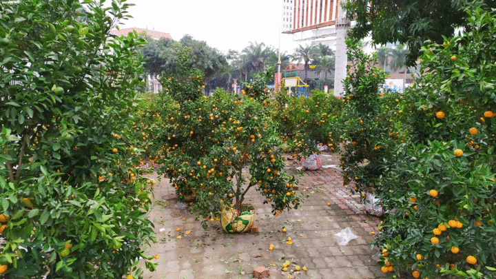 Ảnh: Trưa 30 Tết, quất cảnh, đào thế vẫn tràn ngập đường phố Vinh - 1