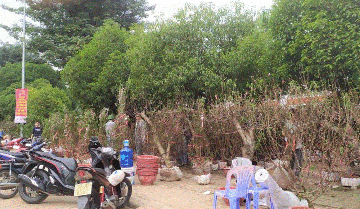 Ảnh: Trưa 30 Tết, quất cảnh, đào thế vẫn tràn ngập đường phố Vinh - 3