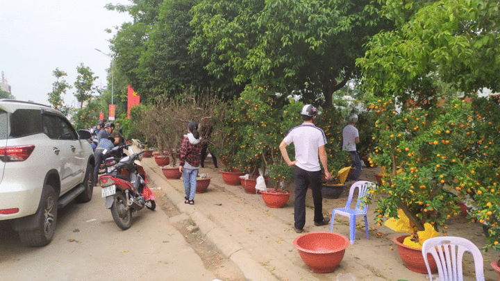 Ảnh: Trưa 30 Tết, quất cảnh, đào thế vẫn tràn ngập đường phố Vinh - 5