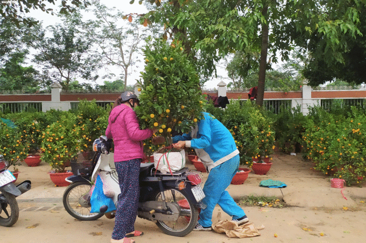 Ảnh: Trưa 30 Tết, quất cảnh, đào thế vẫn tràn ngập đường phố Vinh - 7