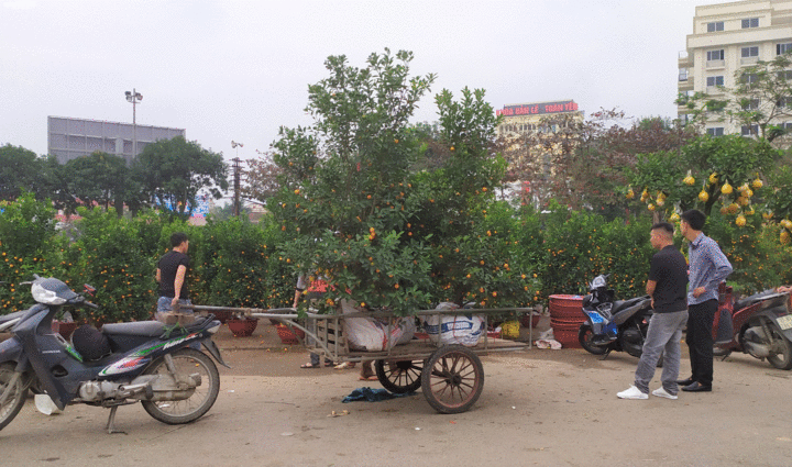 Ảnh: Trưa 30 Tết, quất cảnh, đào thế vẫn tràn ngập đường phố Vinh - 8