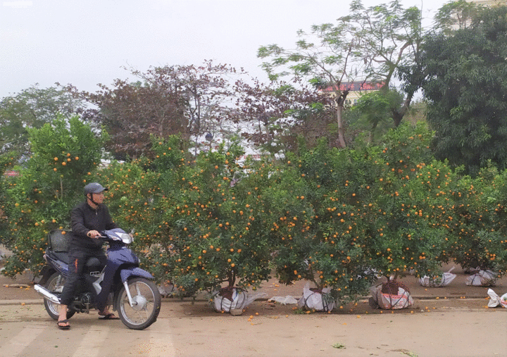 Ảnh: Trưa 30 Tết, quất cảnh, đào thế vẫn tràn ngập đường phố Vinh - 10