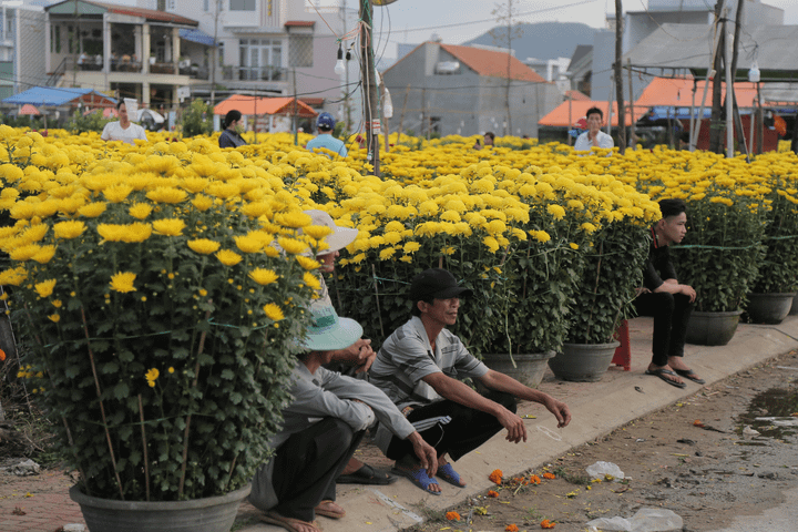 Lãnh đạo miền đất võ kêu gọi dân không chờ mua hoa cận Giao thừa - 3