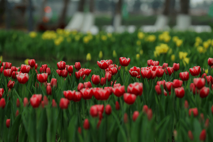 Điểm chụp ảnh sống ảo siêu chất cho giới trẻ Hải Dương trong ngày Tết - 3