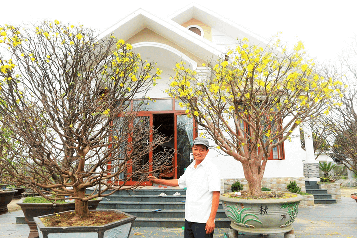 Vườn mai bạc tỷ của lão nông xứ Quảng - 3