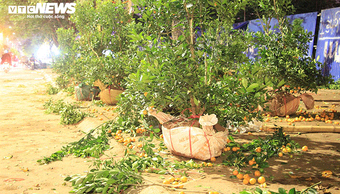 Ảnh: Quất cảnh tiền triệu ế khách bị vứt la liệt bên đường phố Hải Phòng - 1