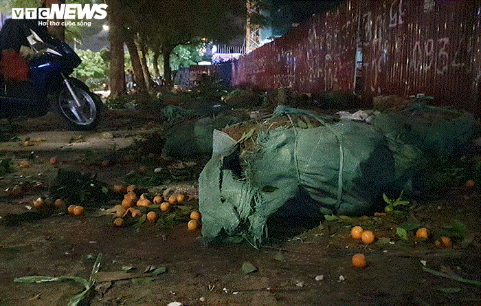 Ảnh: Quất cảnh tiền triệu ế khách bị vứt la liệt bên đường phố Hải Phòng - 11