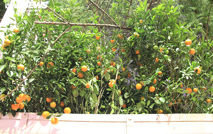 Ảnh: Quất cảnh tiền triệu ế khách bị vứt la liệt bên đường phố Hải Phòng - 13