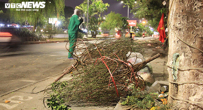 Ảnh: Quất cảnh tiền triệu ế khách bị vứt la liệt bên đường phố Hải Phòng - 14