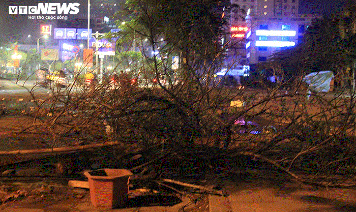 Ảnh: Quất cảnh tiền triệu ế khách bị vứt la liệt bên đường phố Hải Phòng - 15