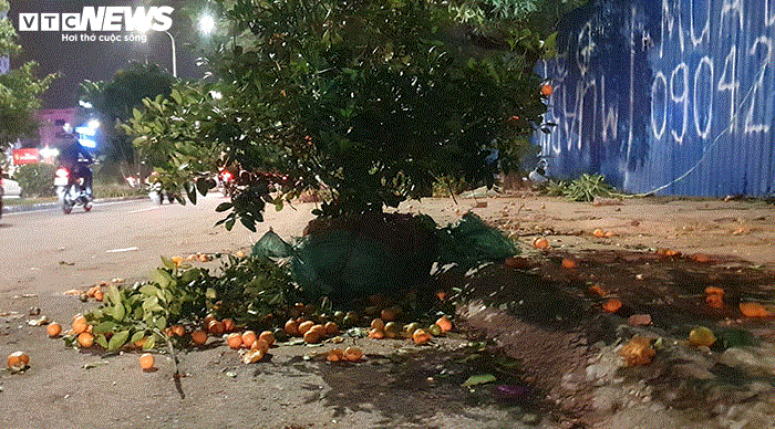 Ảnh: Quất cảnh tiền triệu ế khách bị vứt la liệt bên đường phố Hải Phòng - 2