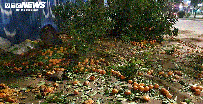 Ảnh: Quất cảnh tiền triệu ế khách bị vứt la liệt bên đường phố Hải Phòng - 4