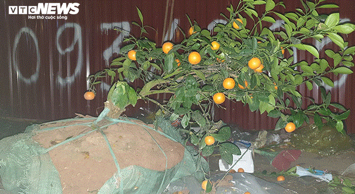 Ảnh: Quất cảnh tiền triệu ế khách bị vứt la liệt bên đường phố Hải Phòng - 5