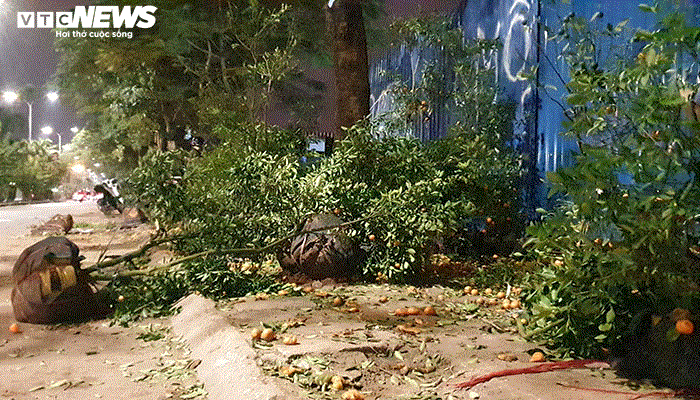 Ảnh: Quất cảnh tiền triệu ế khách bị vứt la liệt bên đường phố Hải Phòng - 6