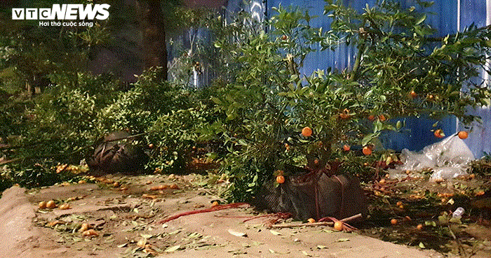 Ảnh: Quất cảnh tiền triệu ế khách bị vứt la liệt bên đường phố Hải Phòng - 7