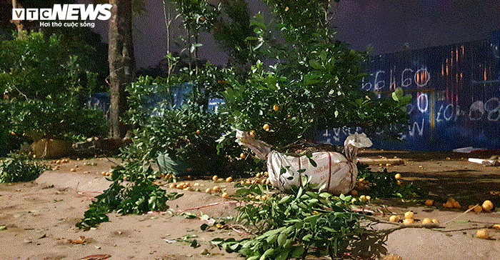 Ảnh: Quất cảnh tiền triệu ế khách bị vứt la liệt bên đường phố Hải Phòng - 8