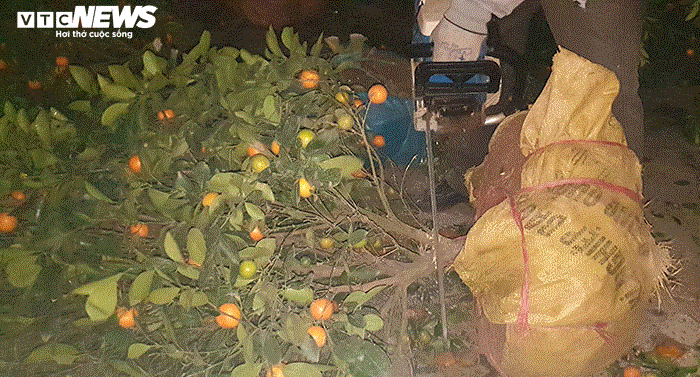 Ảnh: Quất cảnh tiền triệu ế khách bị vứt la liệt bên đường phố Hải Phòng - 9