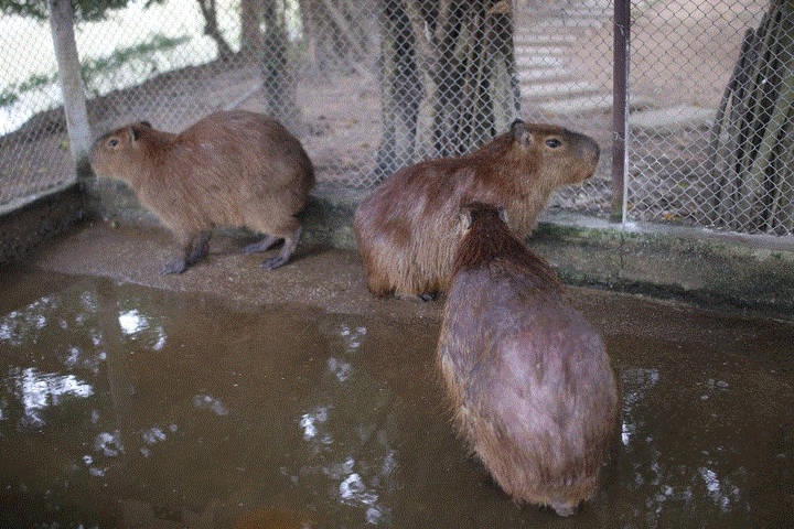 Hà Nội xuất hiện chuột khổng lồ nặng hơn 50kg nuôi như nuôi lợn - 4