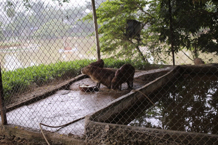 Hà Nội xuất hiện chuột khổng lồ nặng hơn 50kg nuôi như nuôi lợn - 5