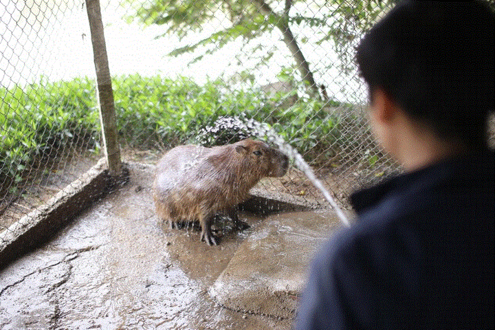 Hà Nội xuất hiện chuột khổng lồ nặng hơn 50kg nuôi như nuôi lợn - 3